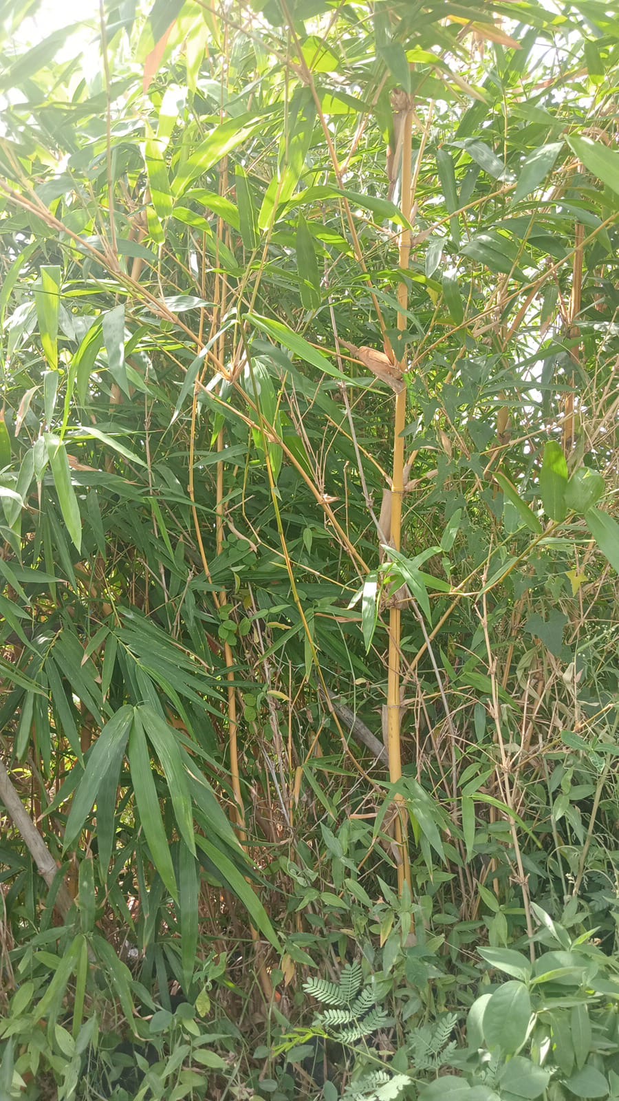 GOLDEN BAMBU